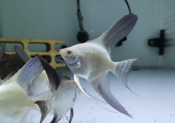 Pterophyllum scalare - Bulgarian Seal Point (BSP)