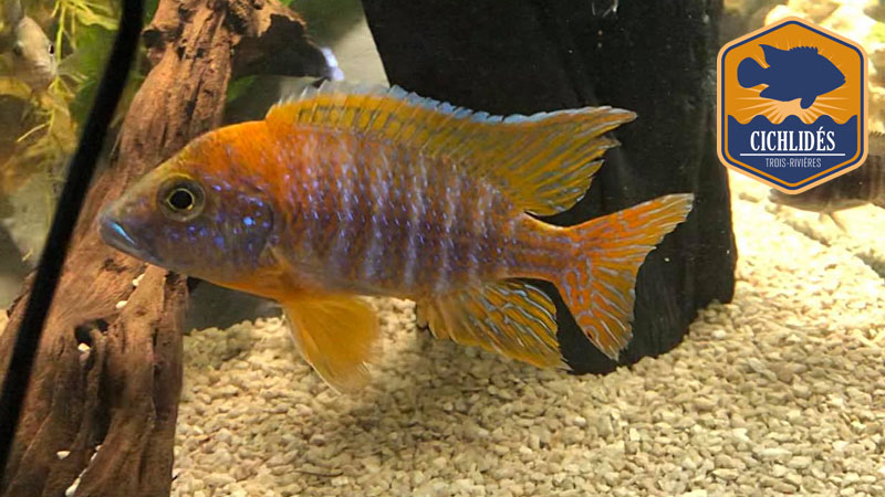 Aulonocara German Red - Roter Kaiser