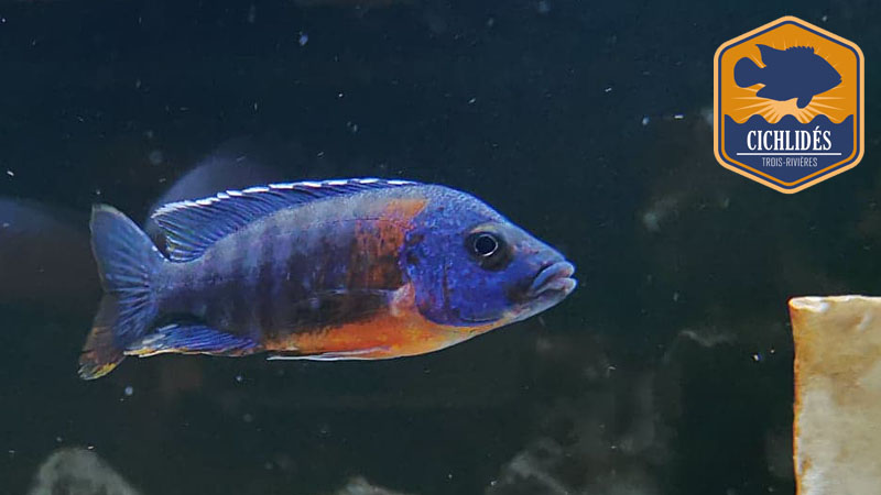 Aulonocara hansbaenschi - Red Shoulder