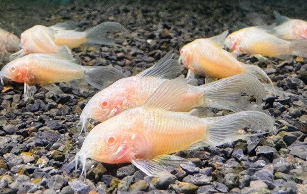 Osteogaster aeneus var. - (Corydoras aeneus) Albino Longfin