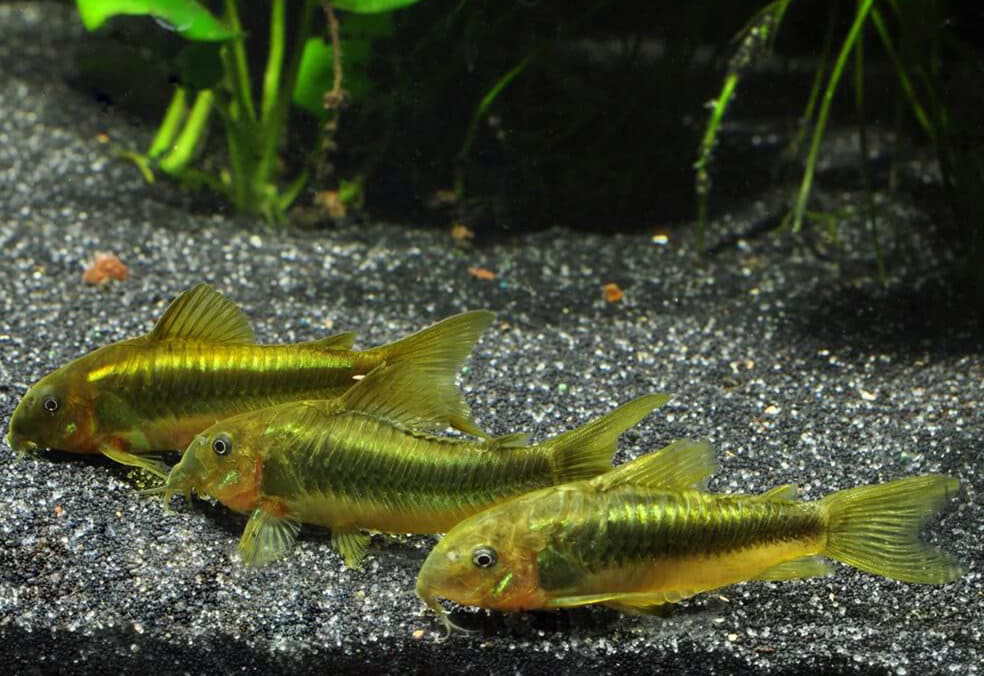 Corydoras CW-009 - Green Laser