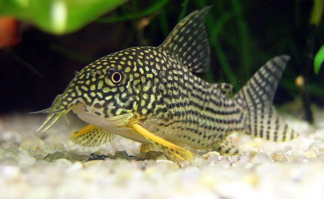 Hoplisoma sterbai - (Corydoras sterbai)