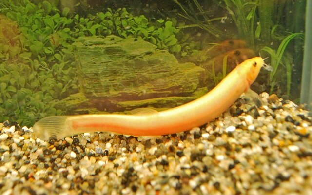 Misgurnus anguillicaudatus var. - Albino Dojo Loach