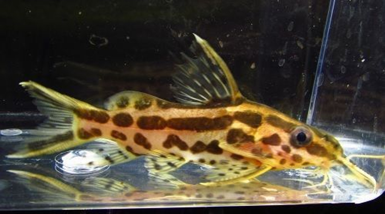 Synodontis flavitaeniatus