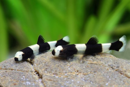 Yaoshania pachychilus - Panda Loach