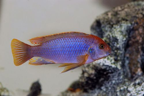 Iodotropheus sprengerae - Lavender Cichlid