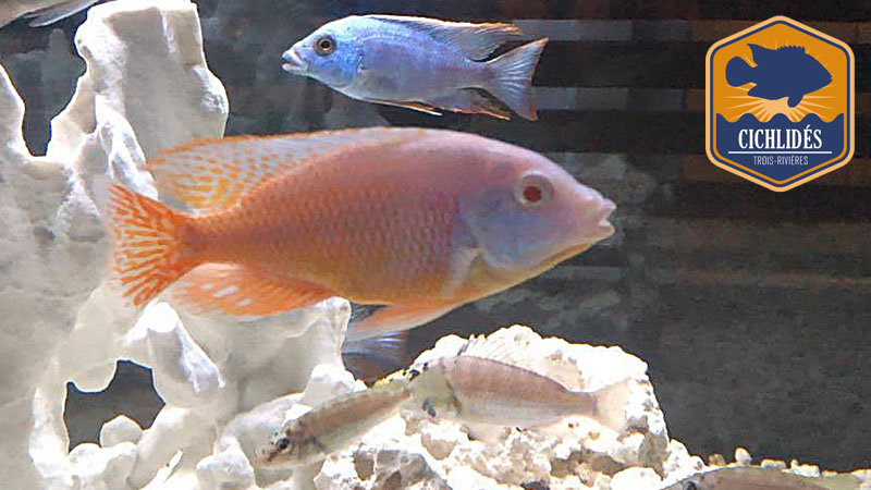 Protomelas taeniolatus Namalenje var. - Red Empress Albinos