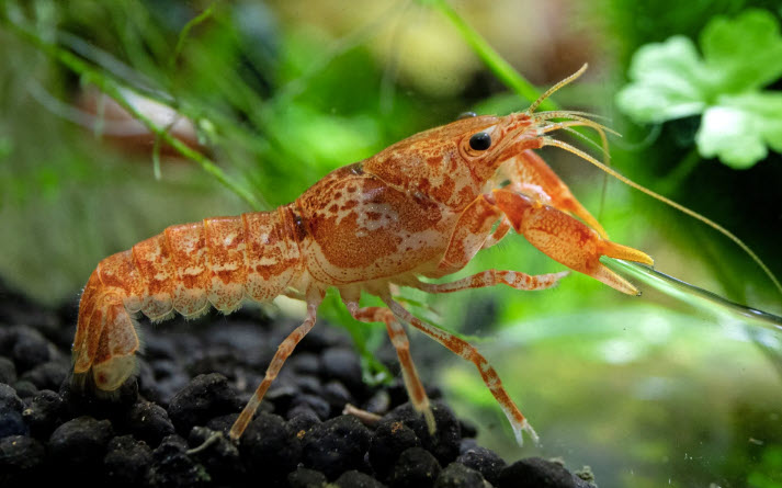 Cambarellus patzcuarensis - CPO / Orange Mexican Dwarf Crayfish