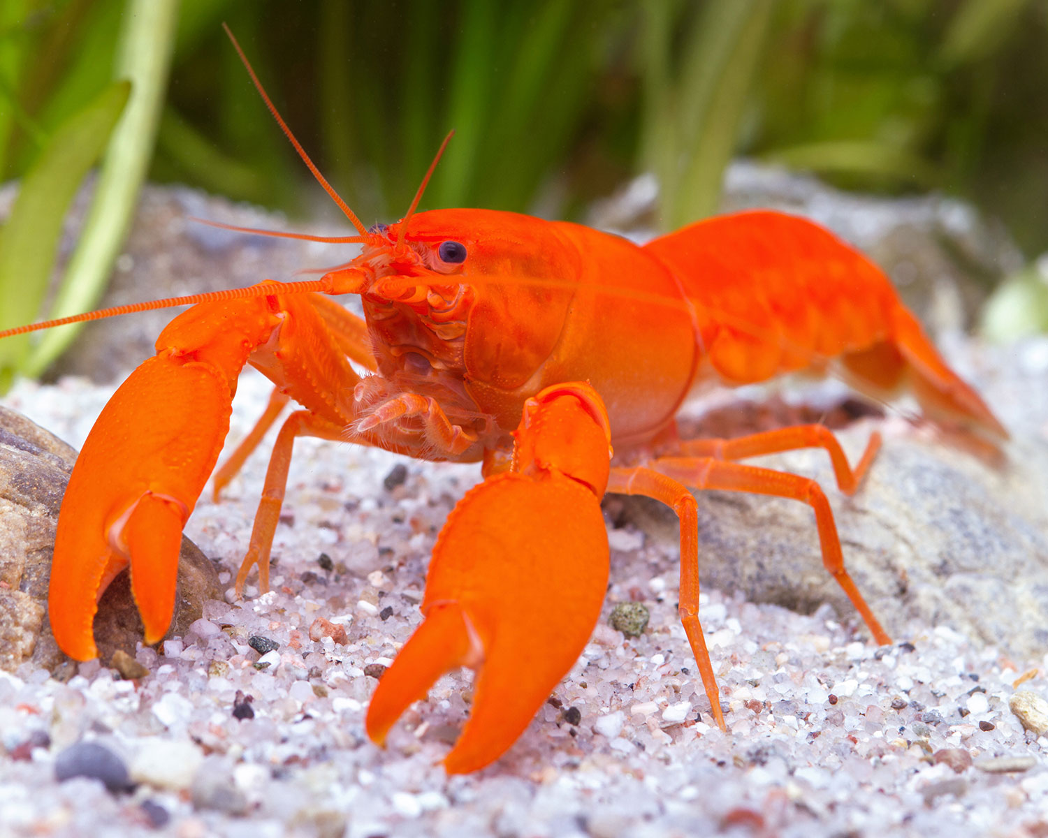 Procambarus clarkii - Red / Orange Crayfish