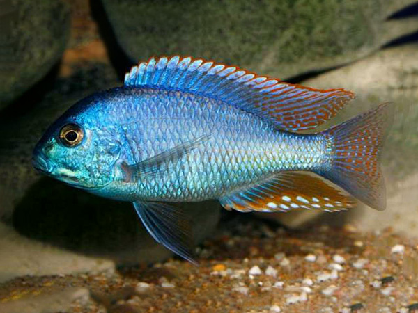 Chilotilapia rhoadesii - Malawi Bream