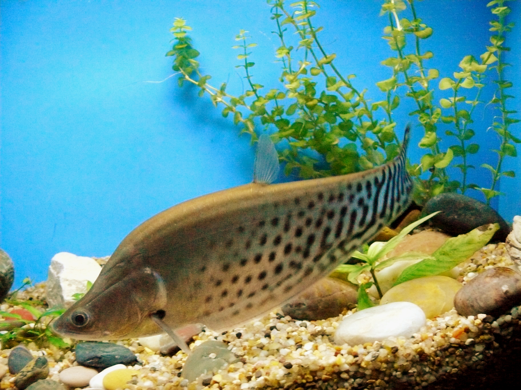 Chitala blanci - Royal Knifefish