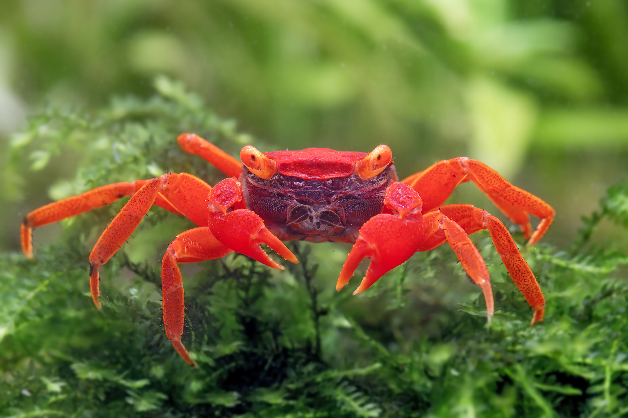 Geosesarma dennerle sp. Tomato - Ruby Red Vampire Crab
