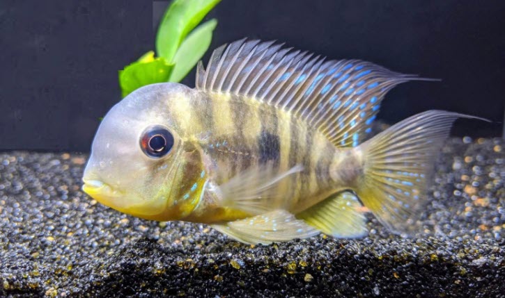 Gymnogeophagus balzanii