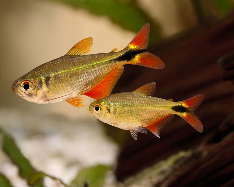 Psalidodon anisitsi - Tetra Buenos Aires