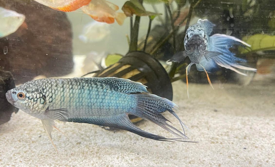 Macropodus opercularis var. - Blue Snakeskin Paradisefish