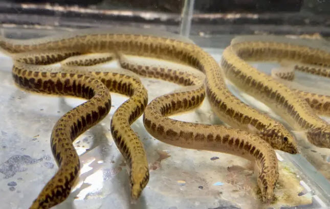 Mastacembellus greshoffi