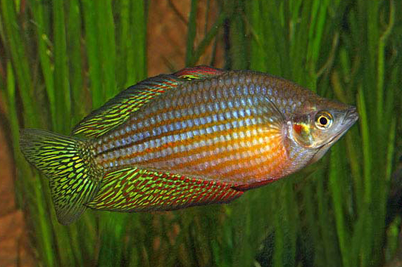 Melanotaenia splendida inornata - Checkered Rainbowfish