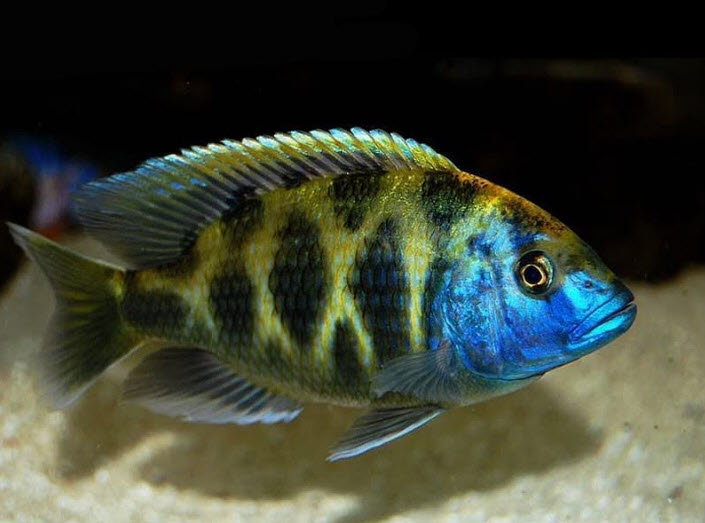 Nimbochromis venustus - Giraffe Cichlid