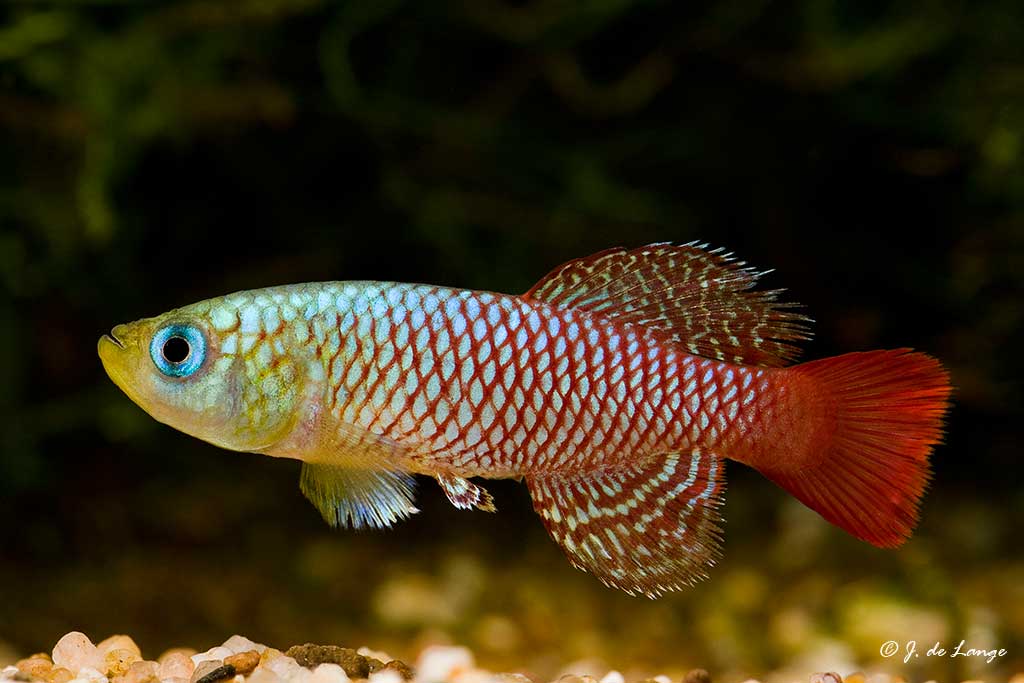 Nothobranchius palmqvisti