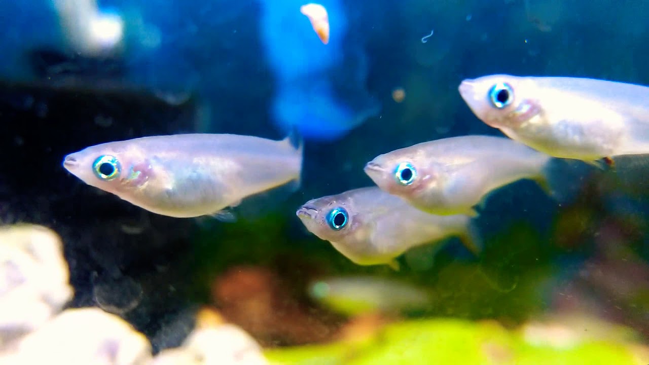 Oryzias celebensis/latipes - Medaka Celebes