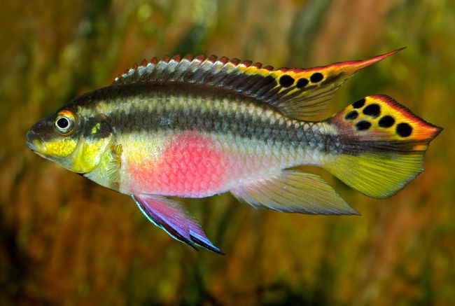 Pelvicachromis pulcher - Dwarf Kribensis