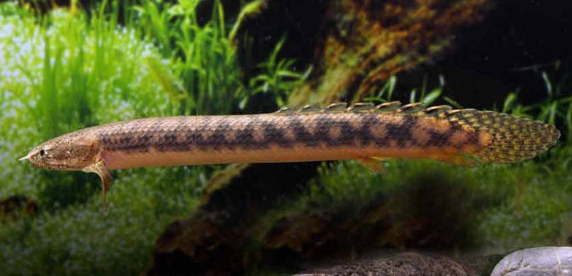 Polypterus mokelembembe - Moke Bichir