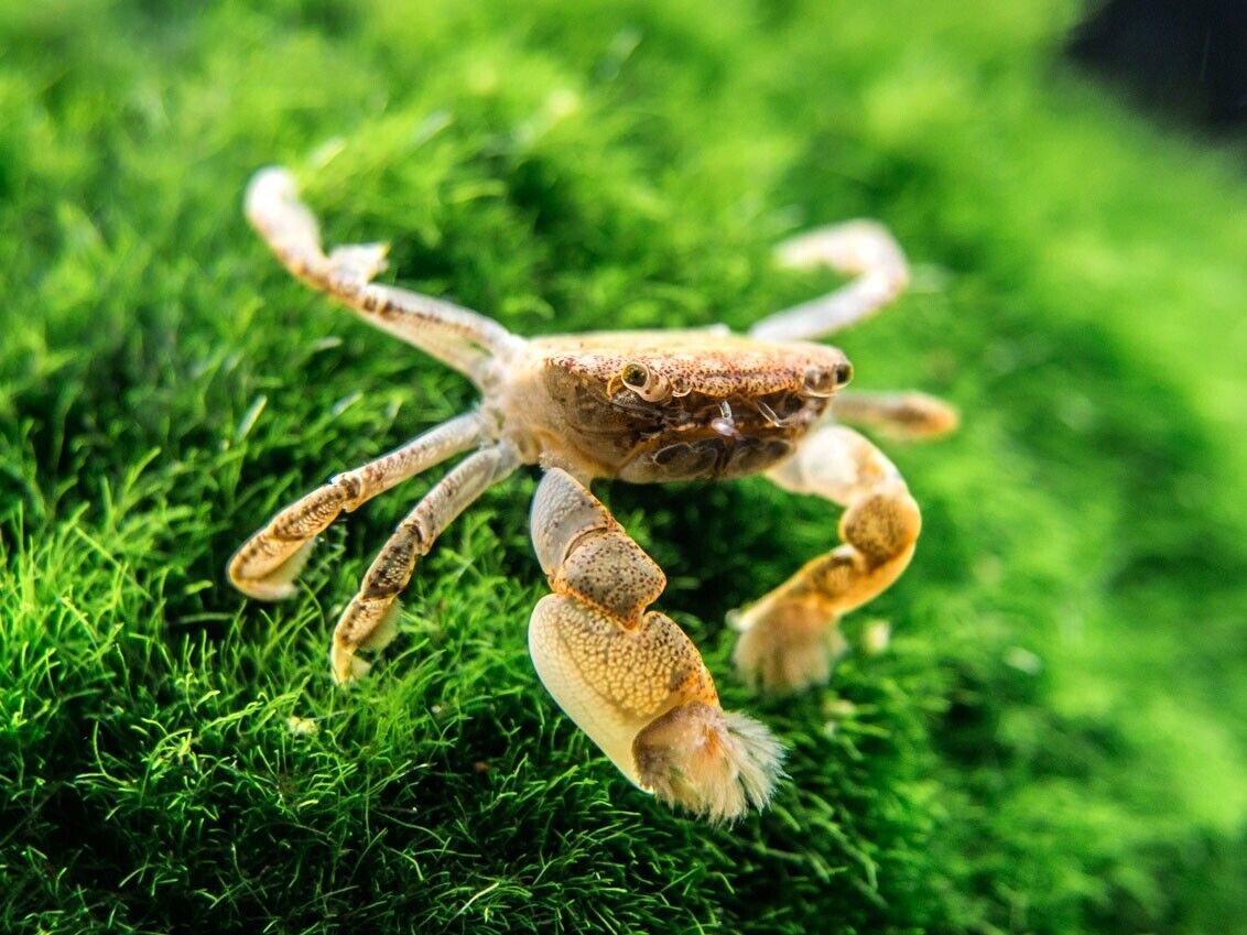 Ptychognathus barbatus - Pom Pom Crab