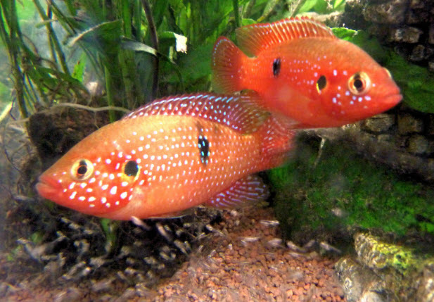 Rubricatochromis bimaculatus