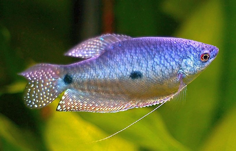 Trichopodus trichopterus var. - Three-Spot Blue Gourami