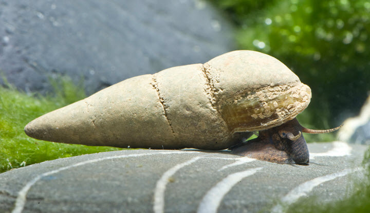 Tylomelania perfecta - Chocolate Rabbit Snail
