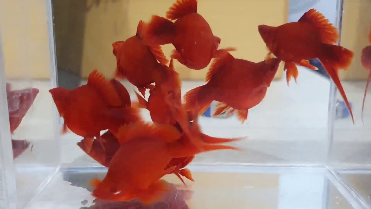 Xiphophorus helleri var. Red Ball - Red Ball Balloon Swordtail