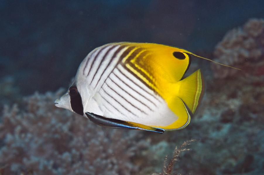 Chaetodon auriga - Threadfin Butterflyfish