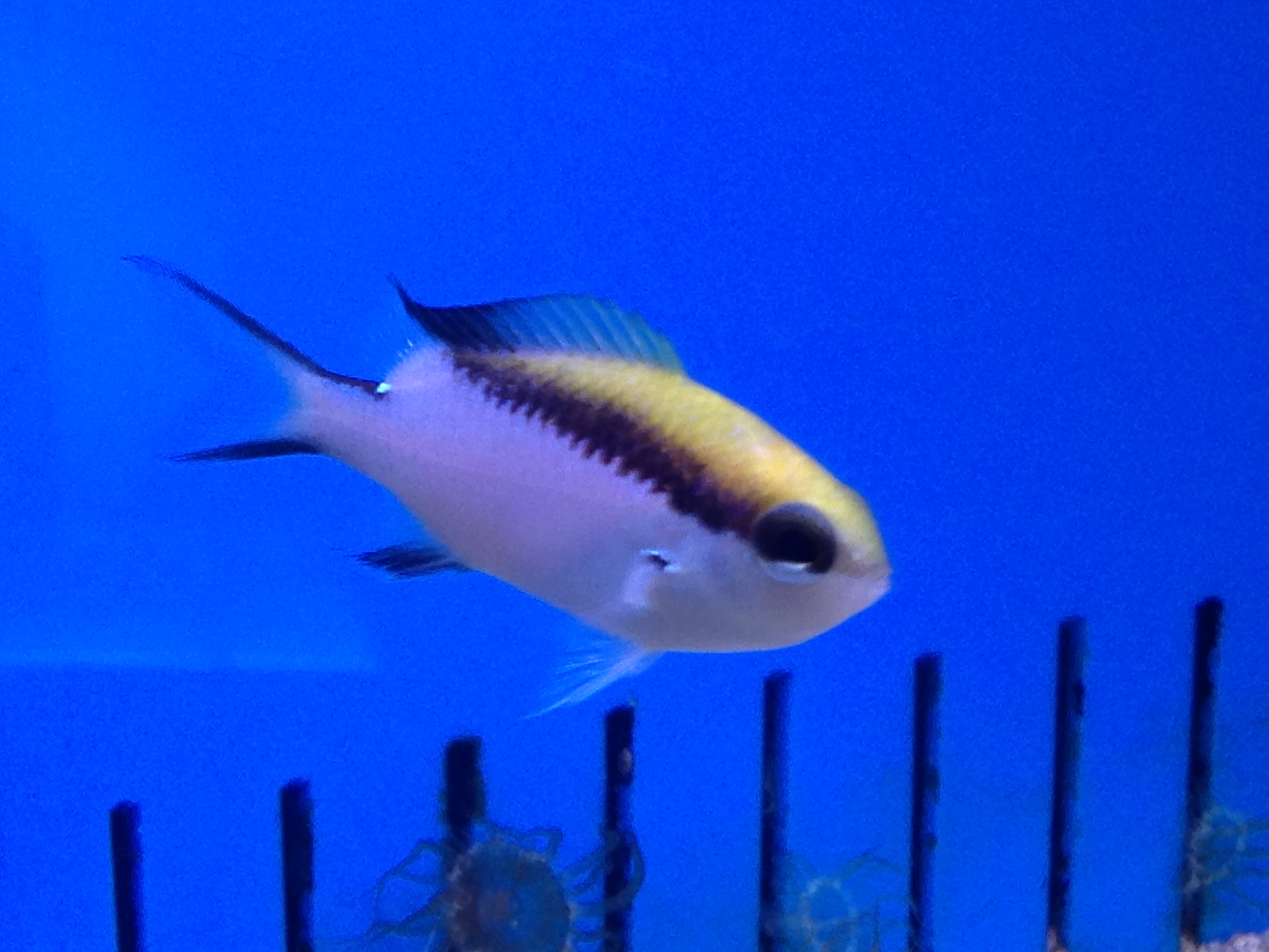 Chromis nidita - Barrier Reef Chromis