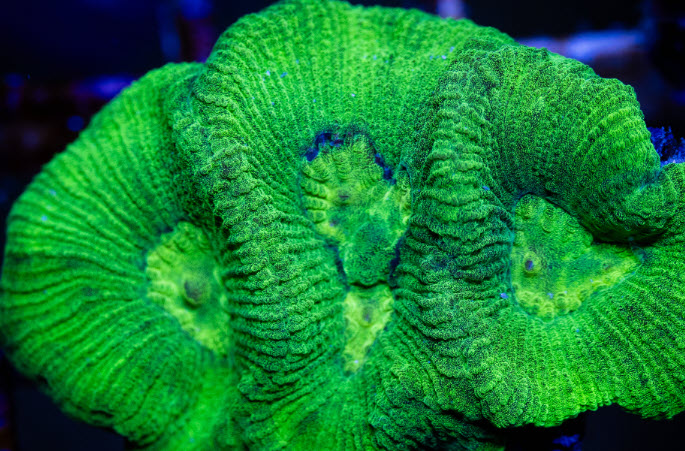 Green Goniastrea