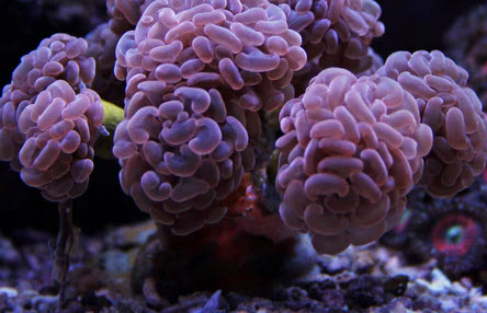 Pink Branching Hammer