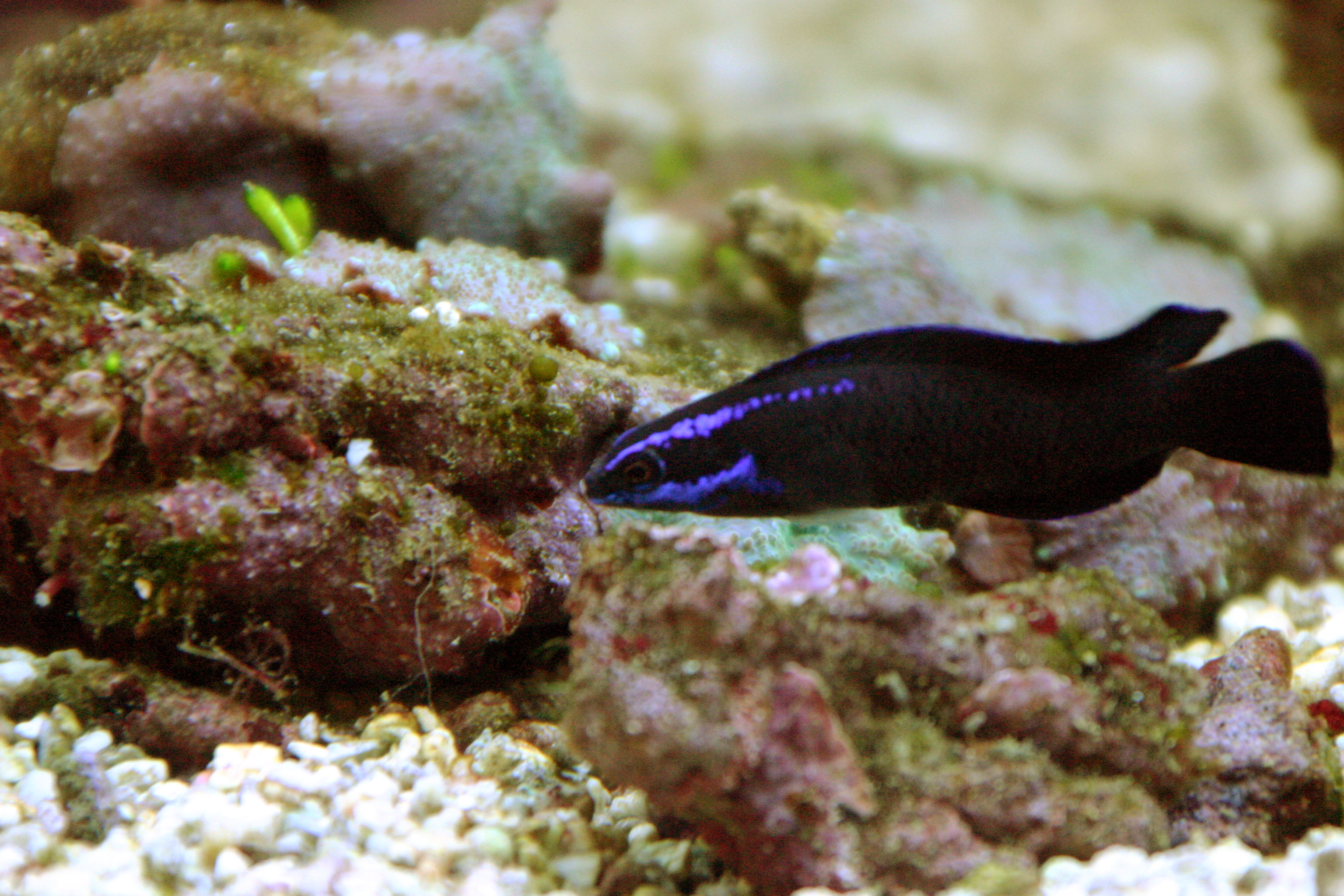 Pseudochromis springeri - Springery Dottyback