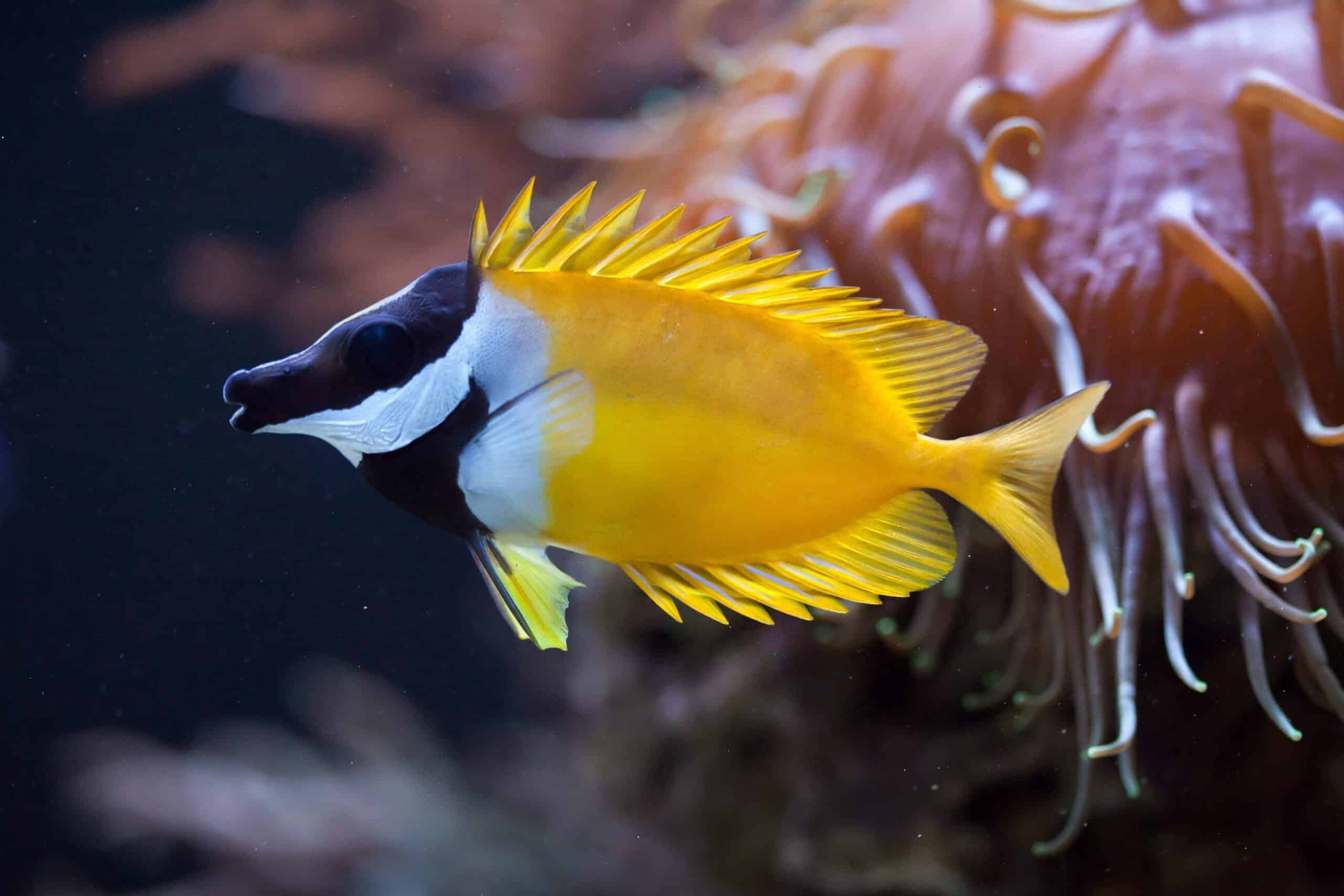 Siganus vulpinus - Foxface Rabbitfish
