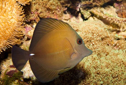 Zebrasoma scopas - Scopas Tang